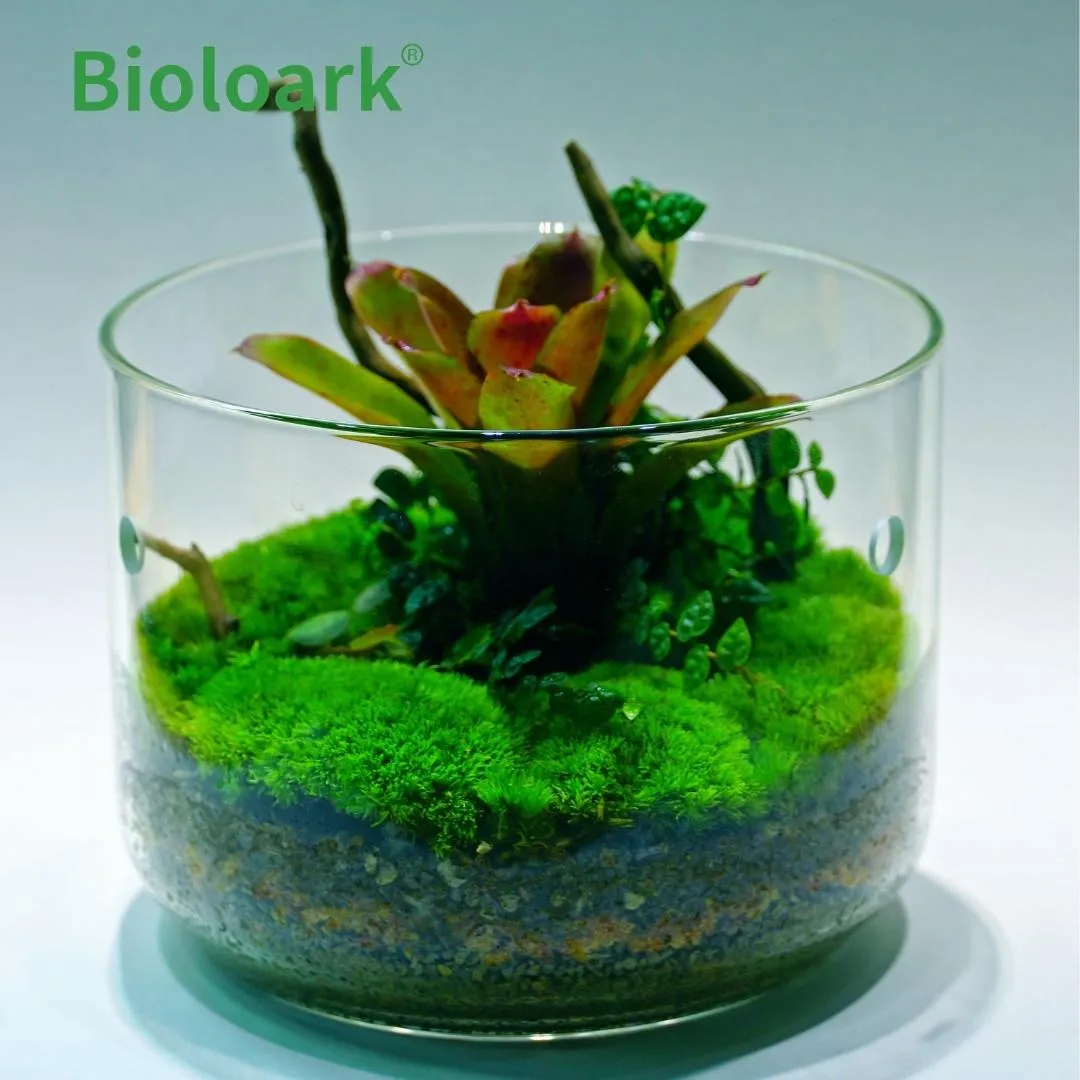 BIOLOARK Dew Glass Cup (Micro Terrarium) MY Series